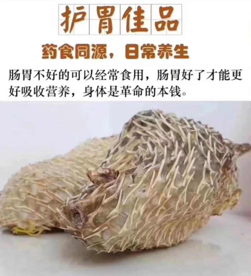 【刺龟皮】也叫刺豚鱼皮大个头干货批发一手货源实惠价