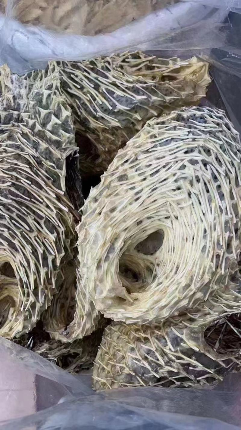 【刺龟皮】也叫刺豚鱼皮大个头干货批发一手货源实惠价