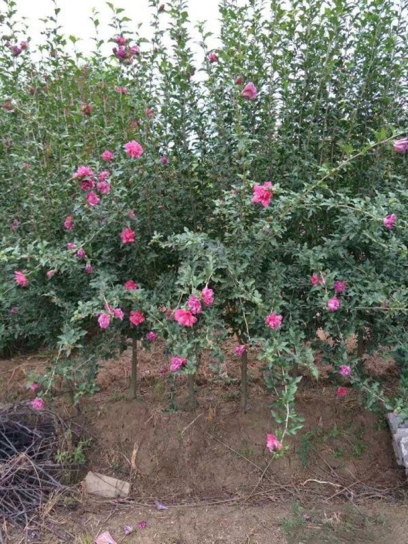木槿