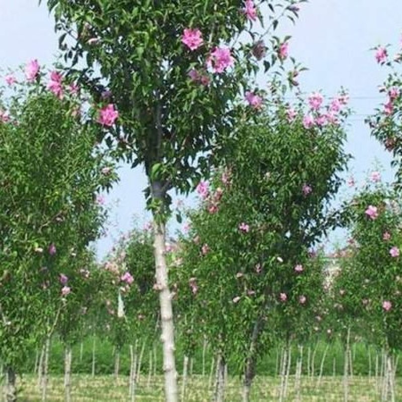 木槿树