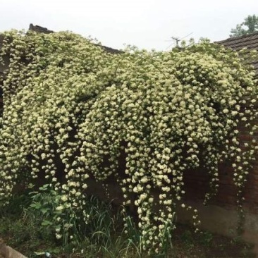 木香苗