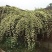 木香苗