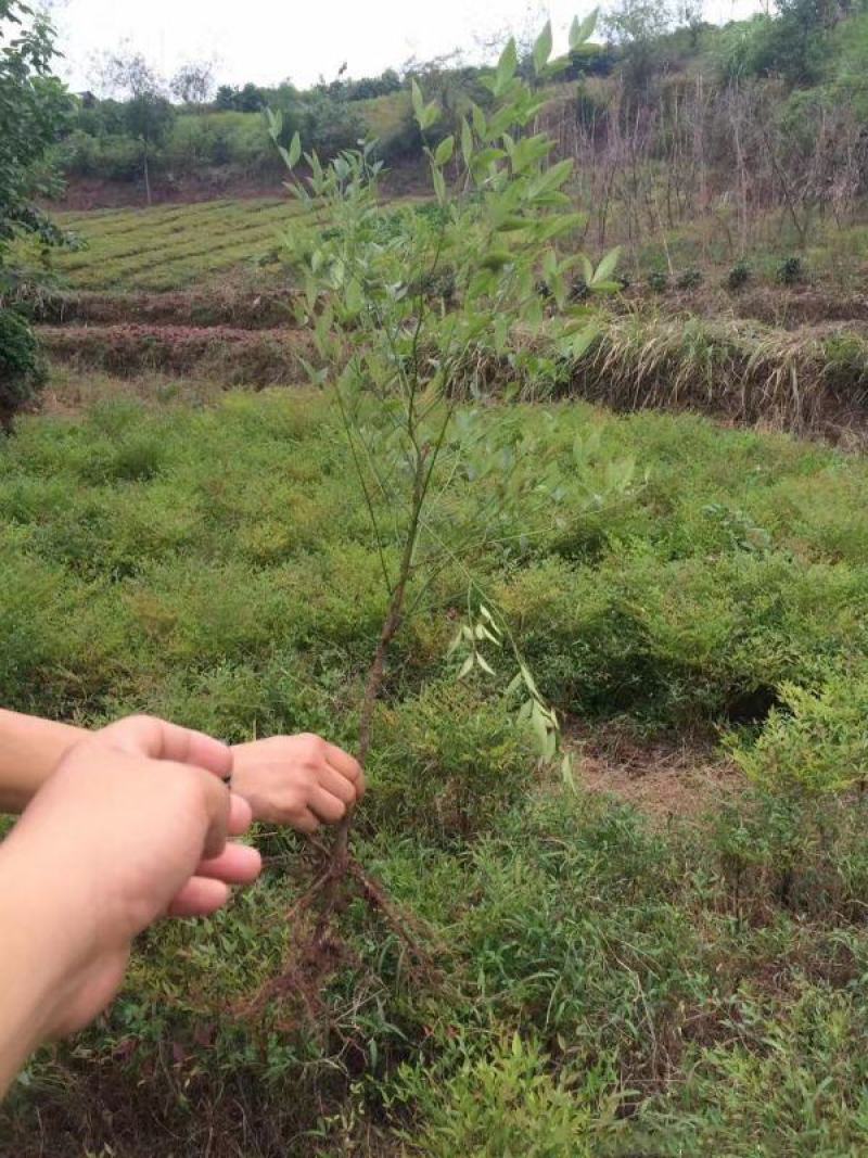 南天竹