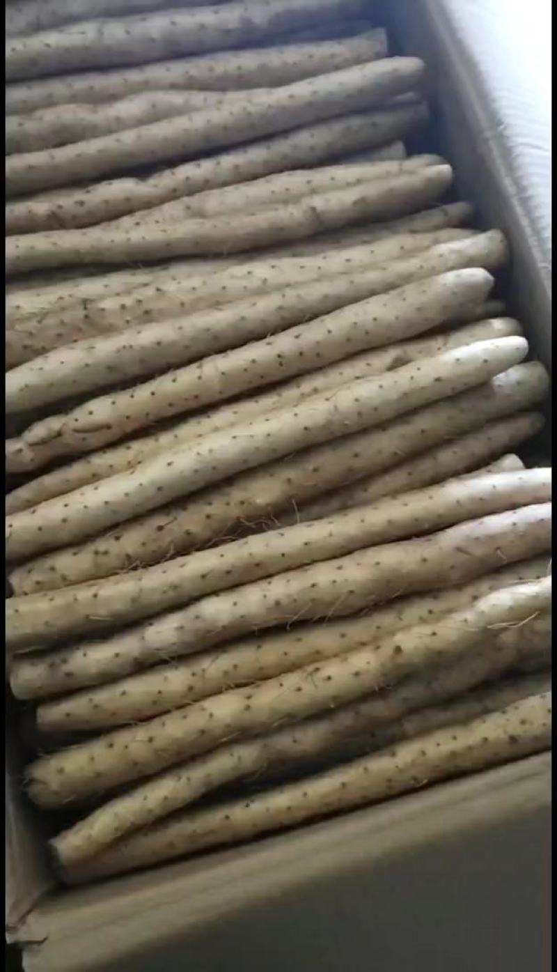 小白嘴双棒产地长年供应小白嘴山药散货箱货精品网袋