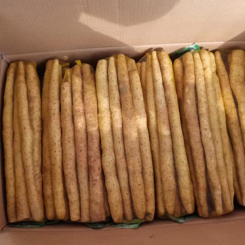 小白嘴双棒产地长年供应小白嘴山药散货箱货精品网袋