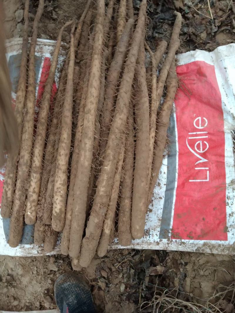 小白嘴双棒产地长年供应小白嘴山药散货箱货精品网袋