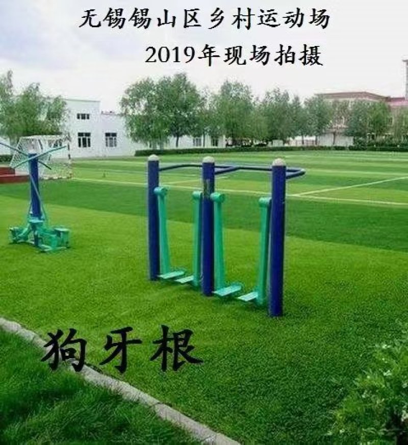进口草坪种子护坡绿化狗牙根草籽草种子矮生耐践踏免修剪