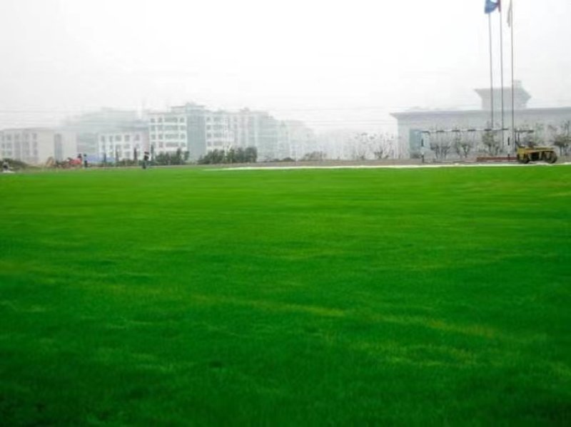 进口草坪种子护坡绿化狗牙根草籽草种子矮生耐践踏免修剪