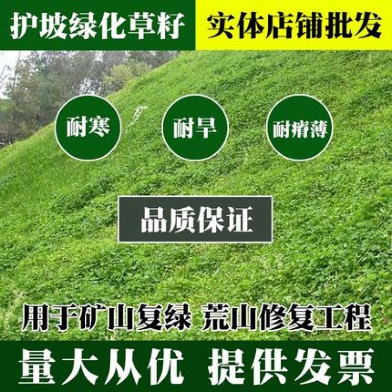 进口草坪种子护坡绿化狗牙根草籽草种子矮生耐践踏免修剪