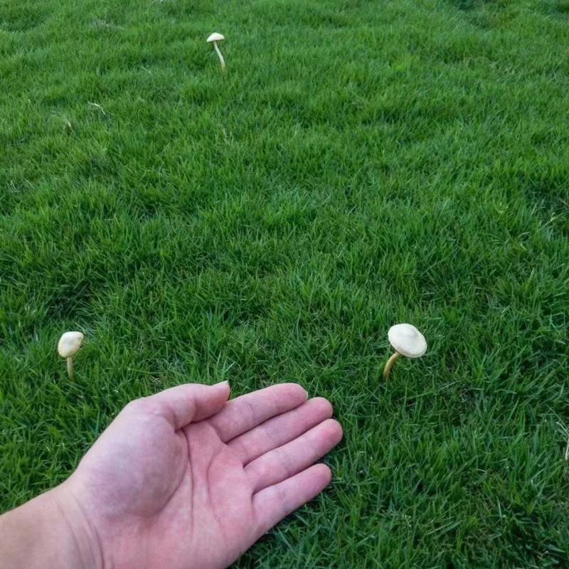 进口草坪种子护坡绿化狗牙根草籽草种子矮生耐践踏免修剪