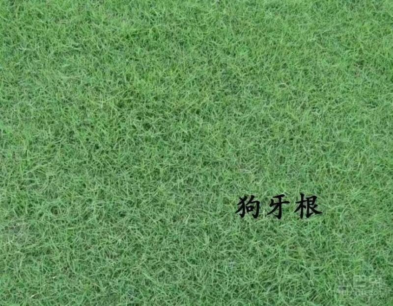 进口草坪种子护坡绿化狗牙根草籽草种子矮生耐践踏免修剪