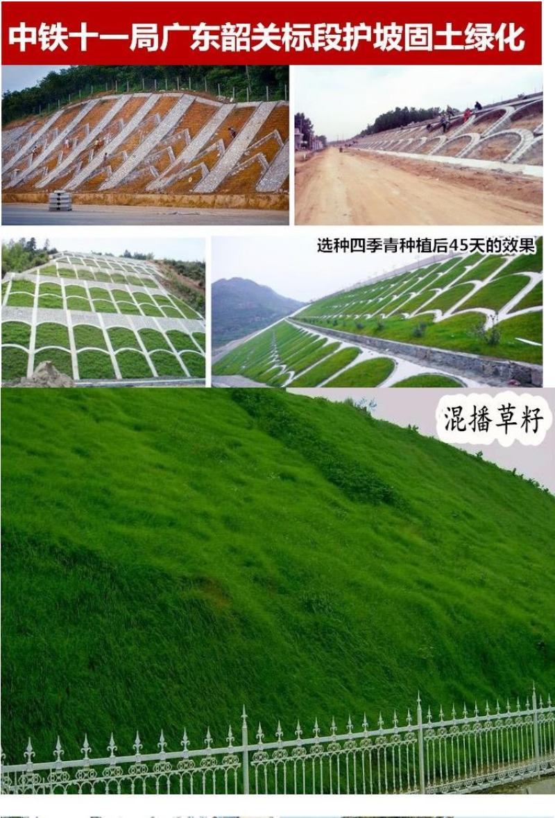 进口草坪种子护坡绿化狗牙根草籽草种子矮生耐践踏免修剪
