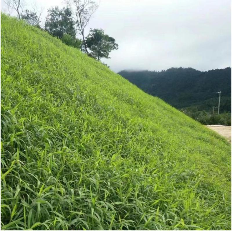 进口草坪种子护坡绿化狗牙根草籽草种子矮生耐践踏免修剪