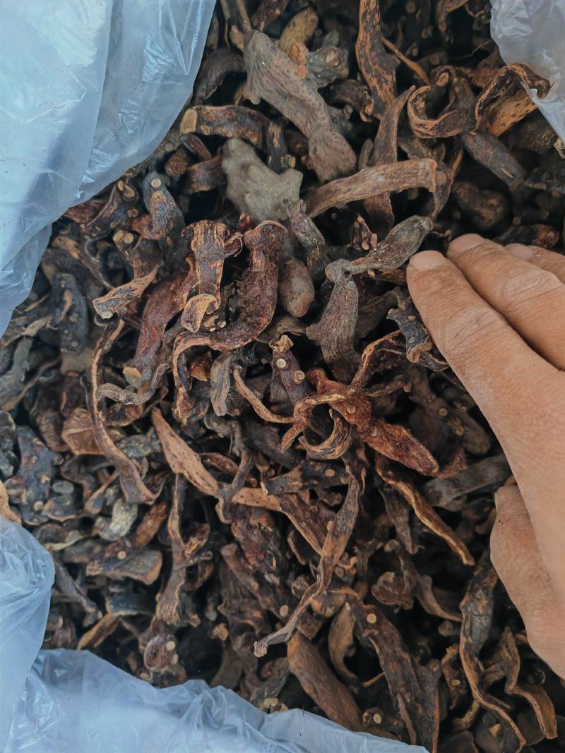 骨碎补足够干。一掰就断。h