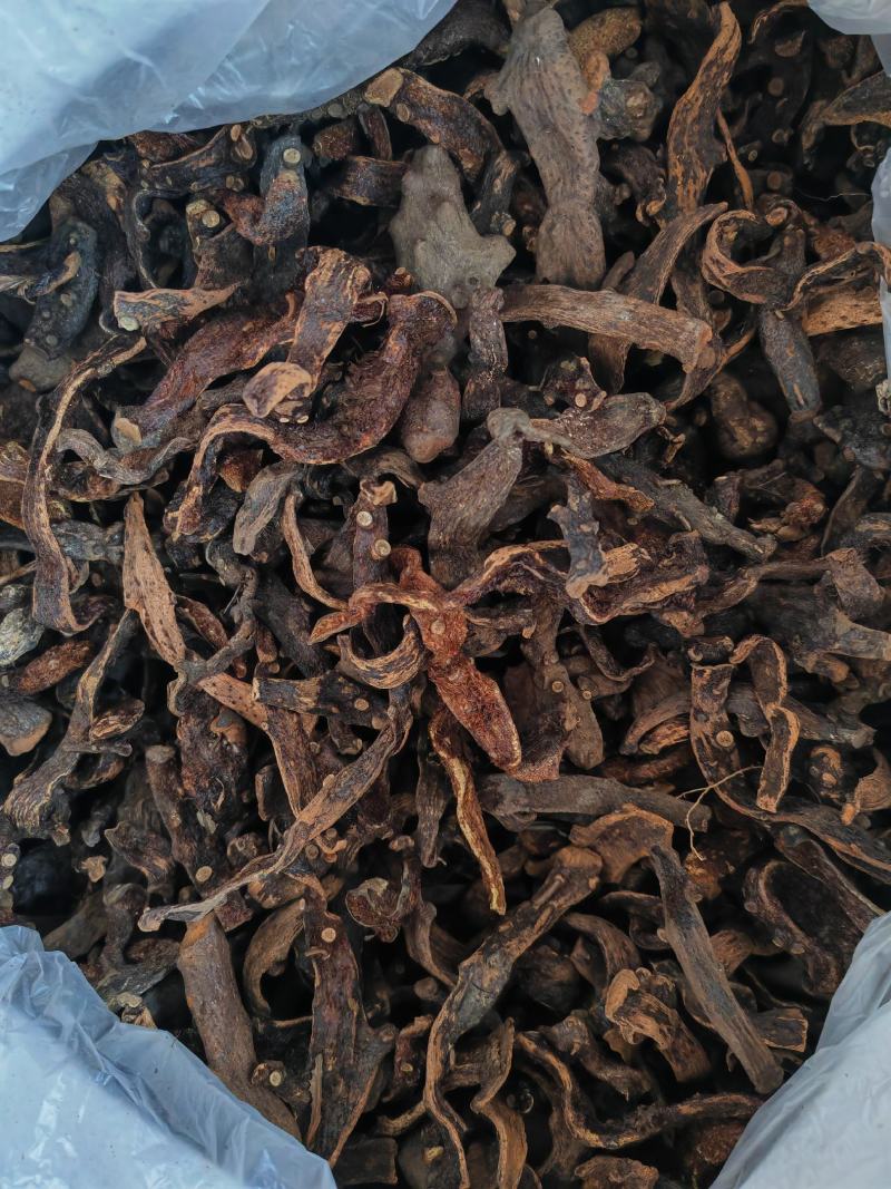 骨碎补足够干。一掰就断。h