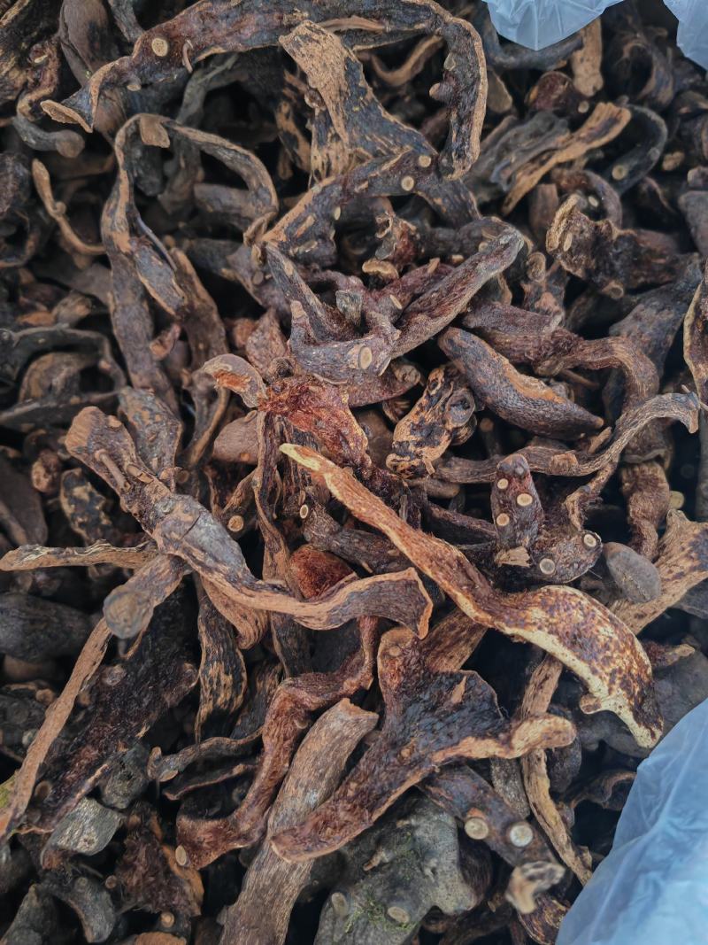 骨碎补足够干。一掰就断。h