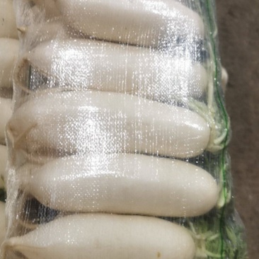 精品白萝卜产地直达，色泽白嫩，汁水充足，每天现货。