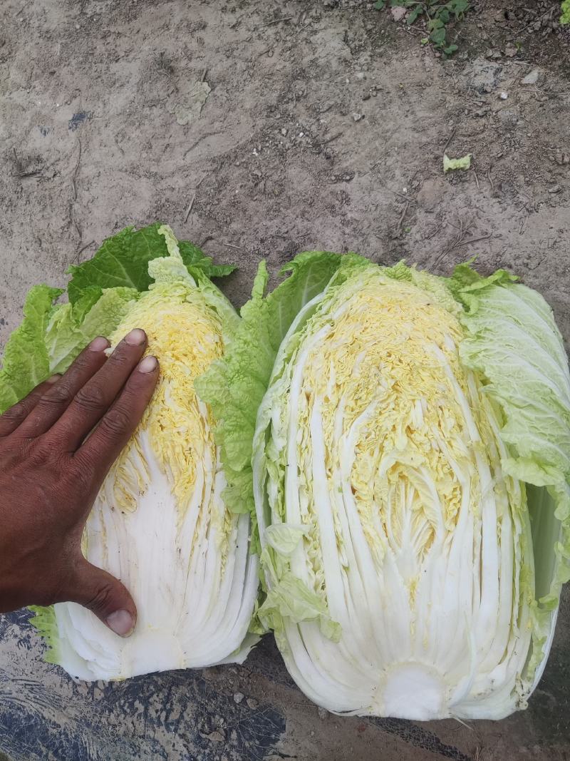 江苏大白菜黄心白菜棵形好嫩菜产地直发质量保证