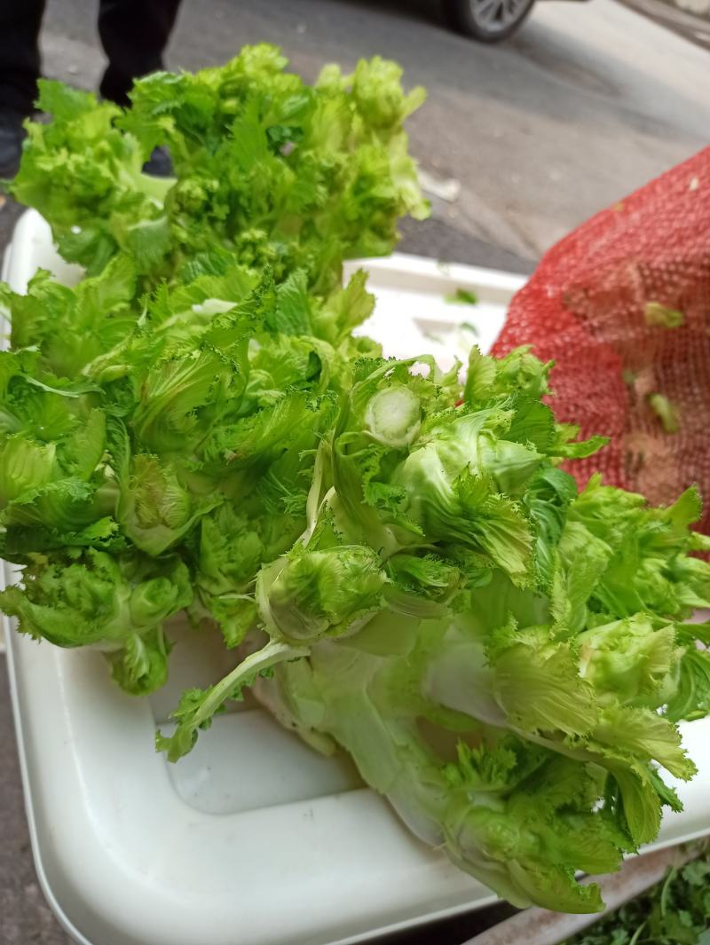 儿菜