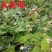 火炭母2022年纯野生深山鲜草现采现发鲜货