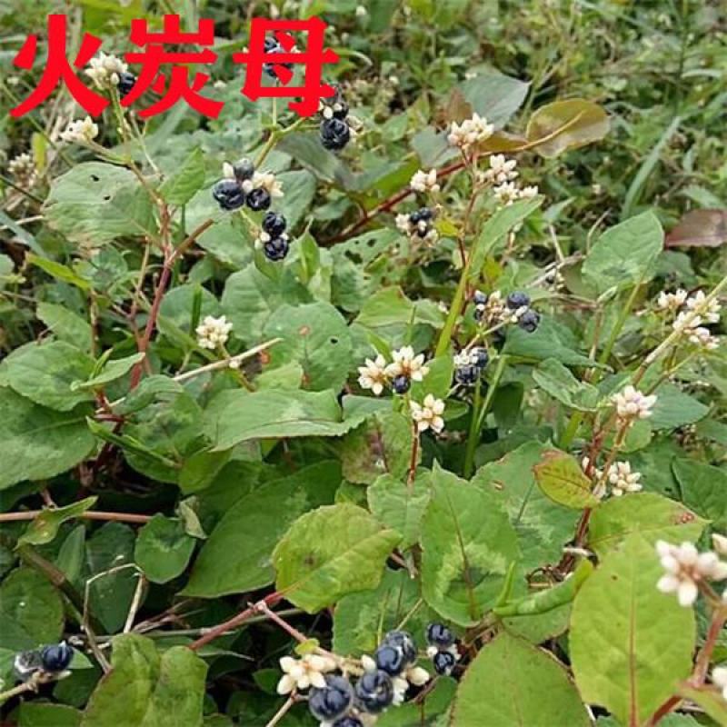 火炭母2022年纯野生深山鲜草现采现发鲜货