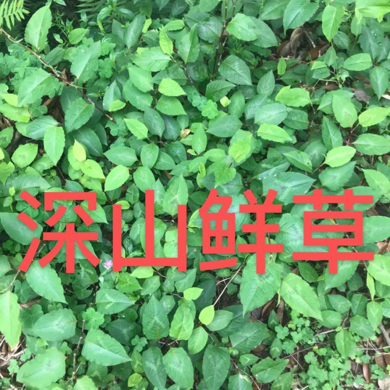 火炭母2022年纯野生深山鲜草现采现发鲜货