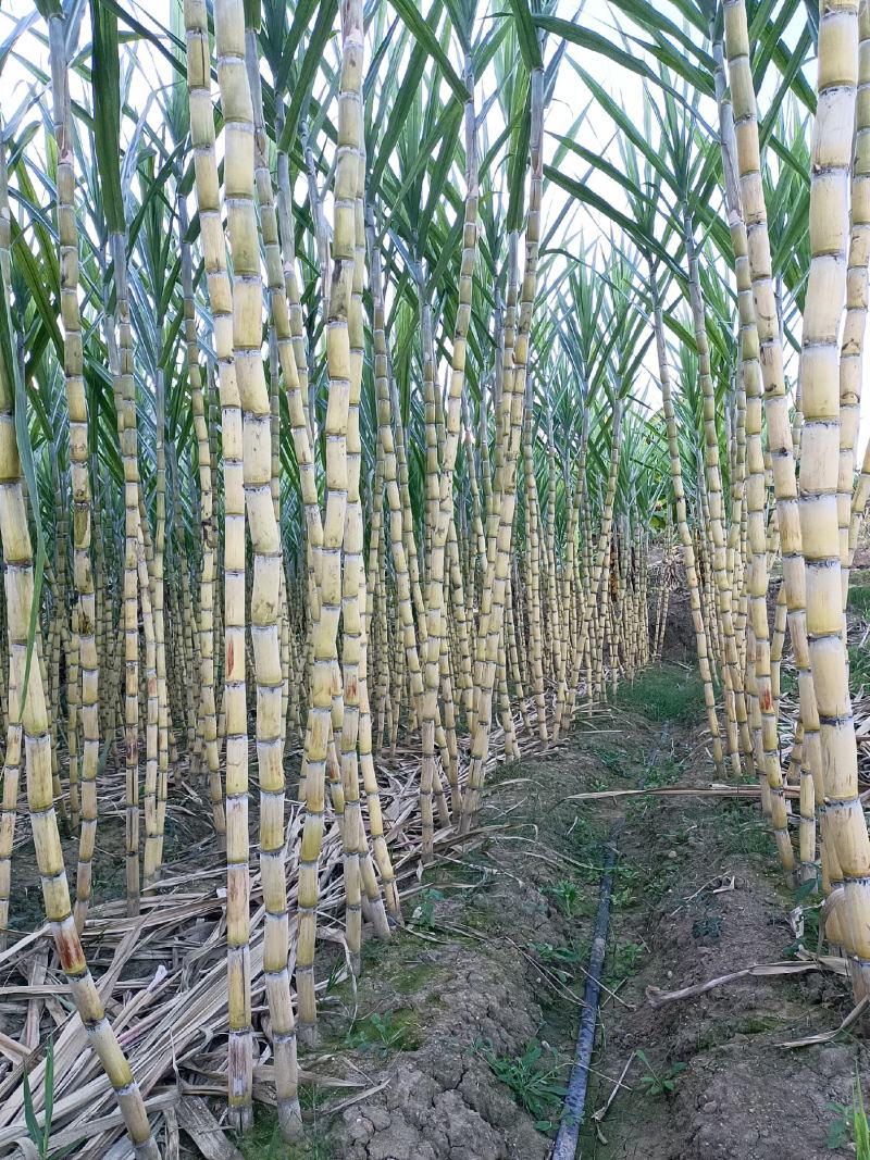 黄金甘蔗