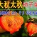 新品种太秋甜柿子苗大秋甜柿苗嫁接柿子树苗南北方种盆栽地栽