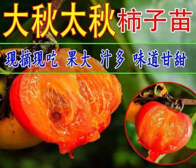 新品种太秋甜柿子苗大秋甜柿苗嫁接柿子树苗南北方种盆栽地栽