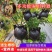 植物高压盒果树花木多功能扦插嫁接家用神器高空压条生根球工