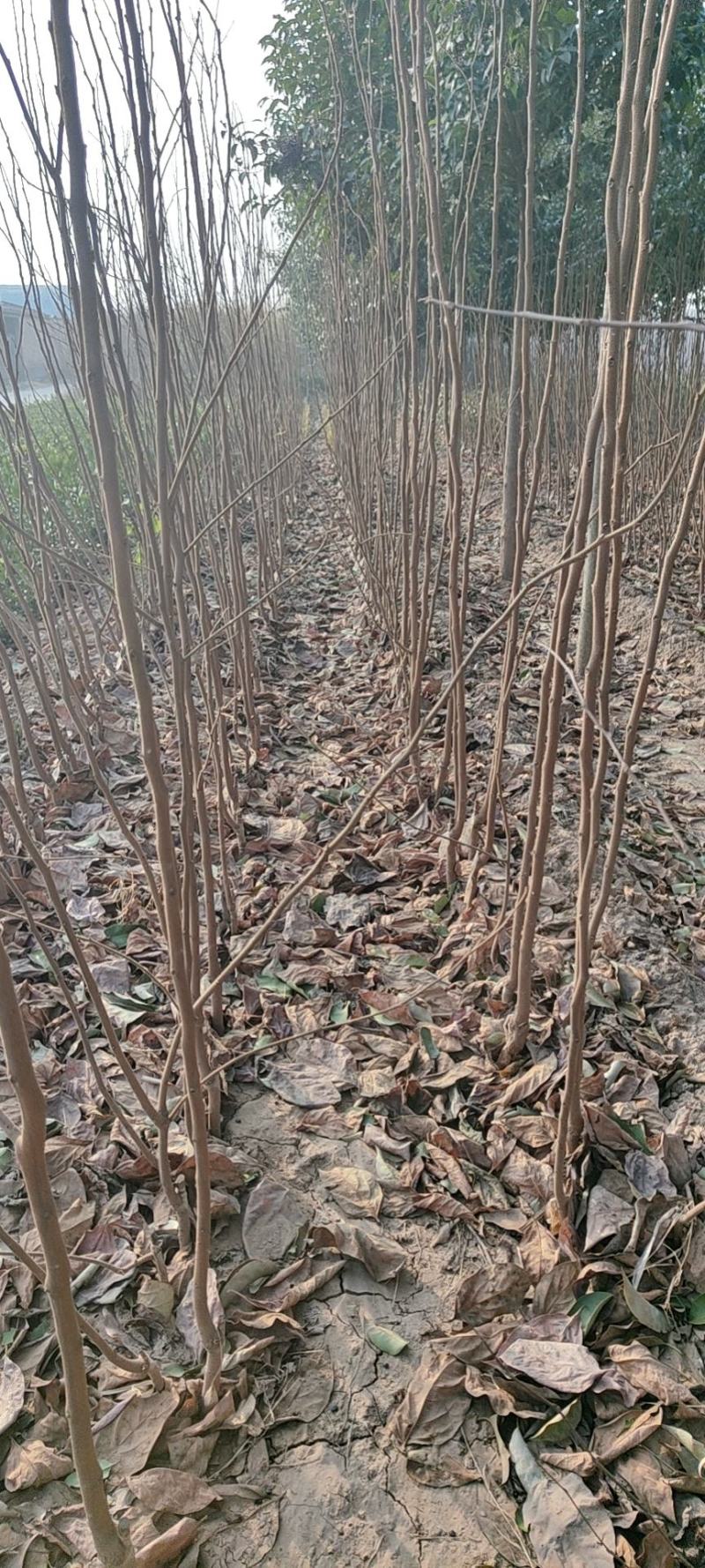 精品柿子树
