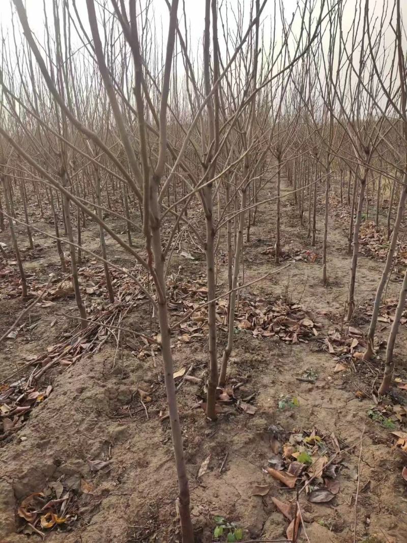 精品柿子树