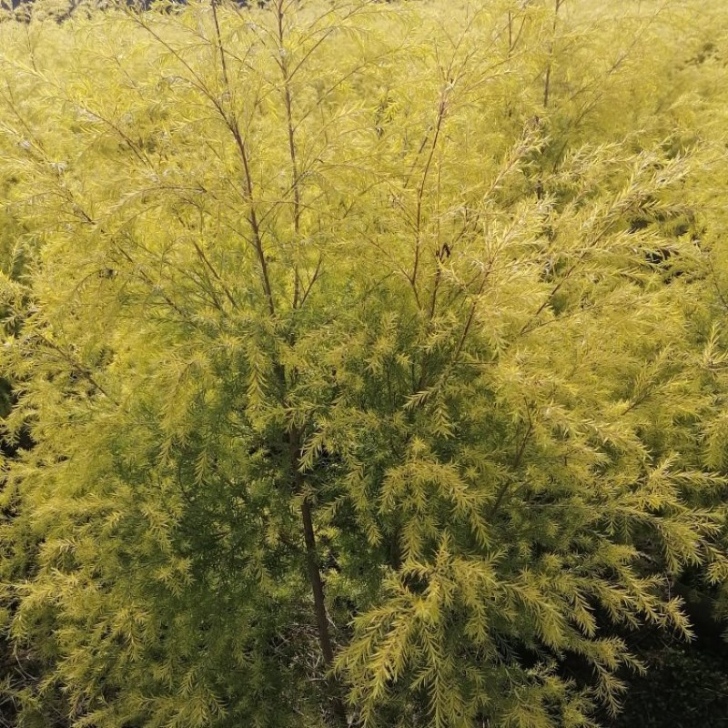 千层金袋苗批发基地，球苗，地被小苗，造型苗