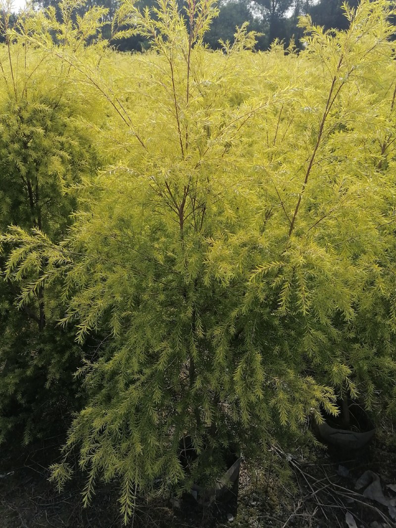 千层金袋苗批发基地，球苗，地被小苗，造型苗