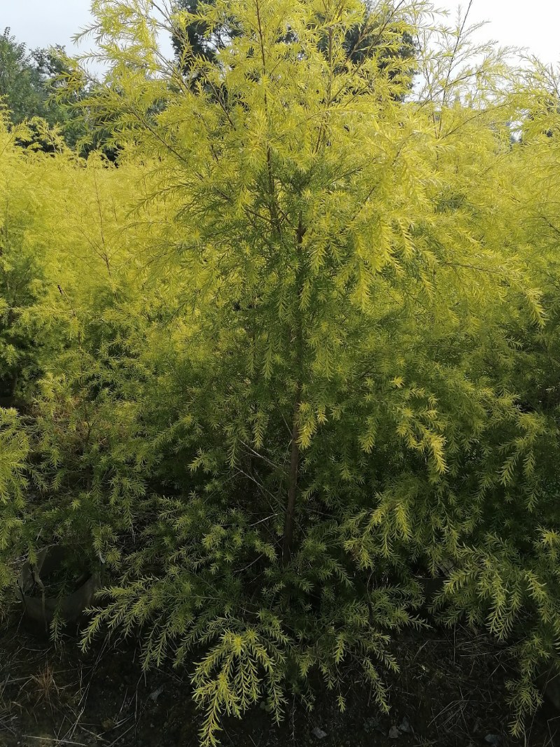 千层金袋苗批发基地，球苗，地被小苗，造型苗