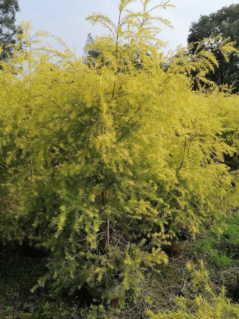 千层金袋苗批发基地，球苗，地被小苗，造型苗
