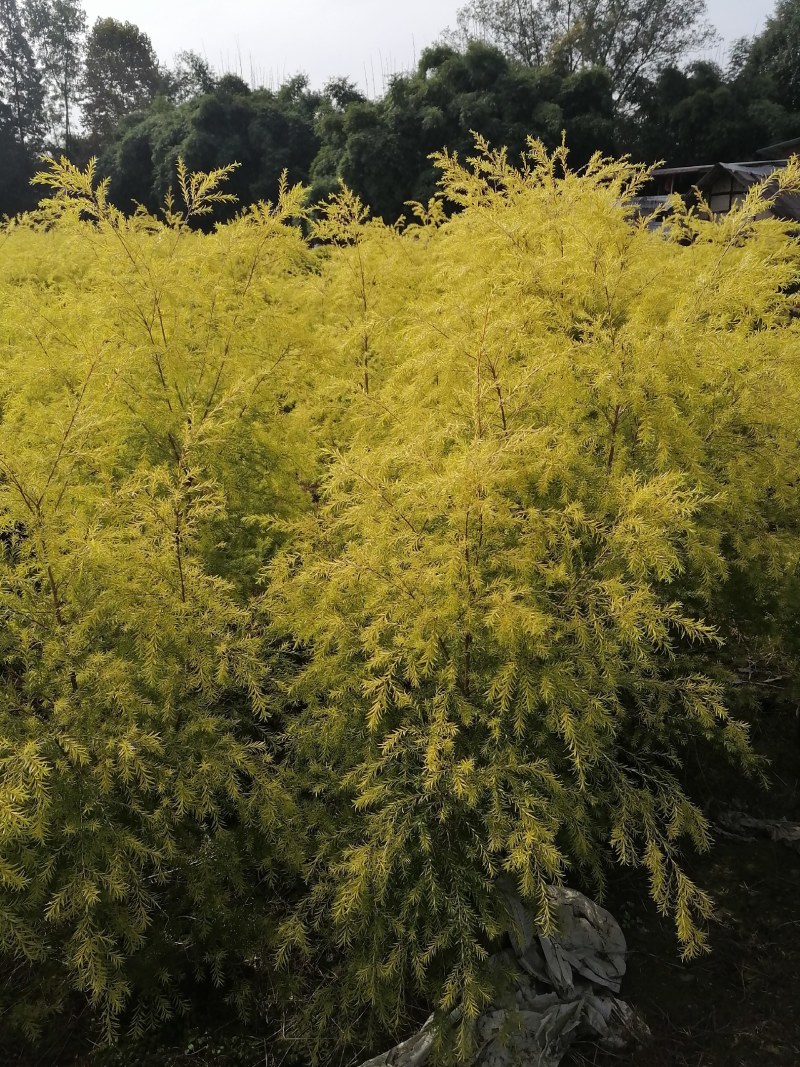 千层金袋苗批发基地，球苗，地被小苗，造型苗