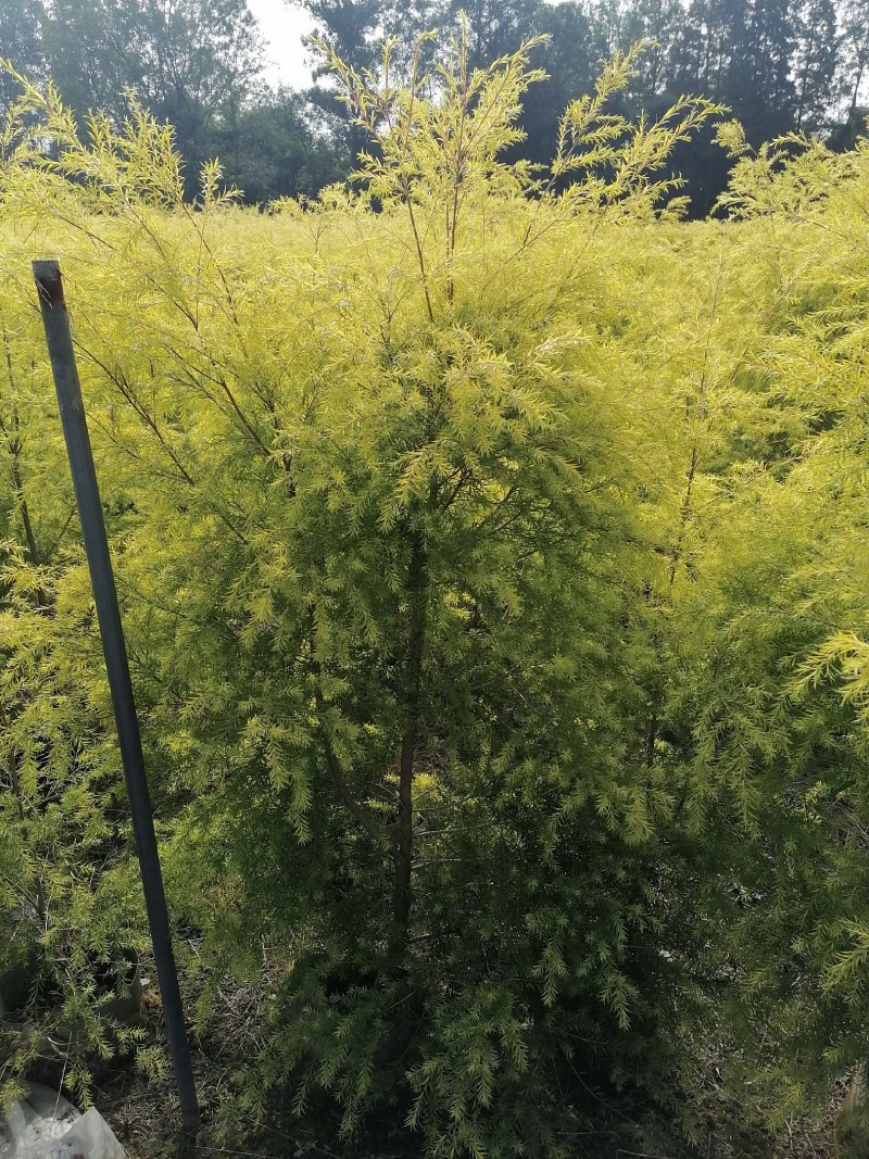 千层金袋苗批发基地，球苗，地被小苗，造型苗
