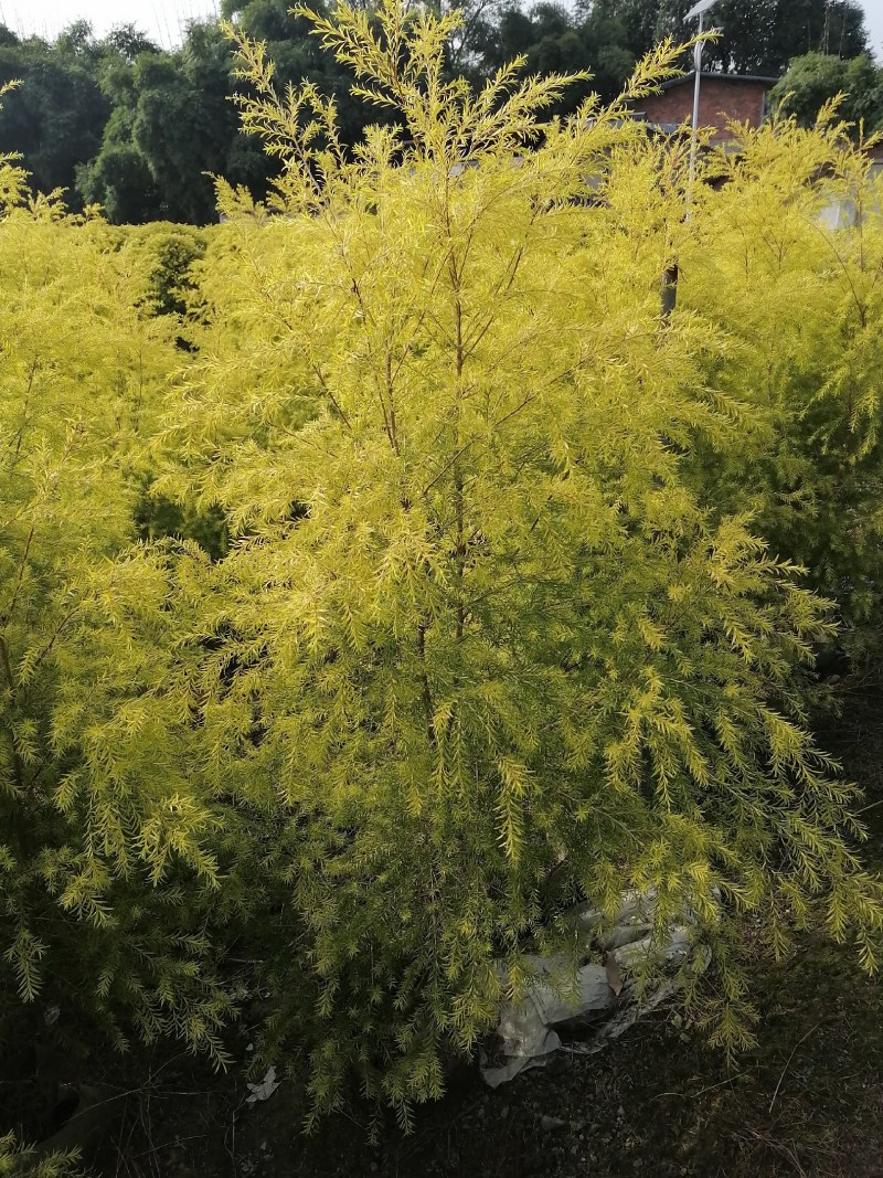 千层金袋苗批发基地，球苗，地被小苗，造型苗