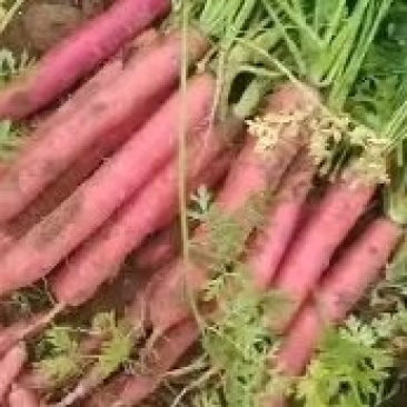 红萝卜胡萝卜欢迎采购质量保证发货全国