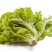 生菜邯郸生菜永年精品生菜生菜叶罗马生菜意大利生菜
