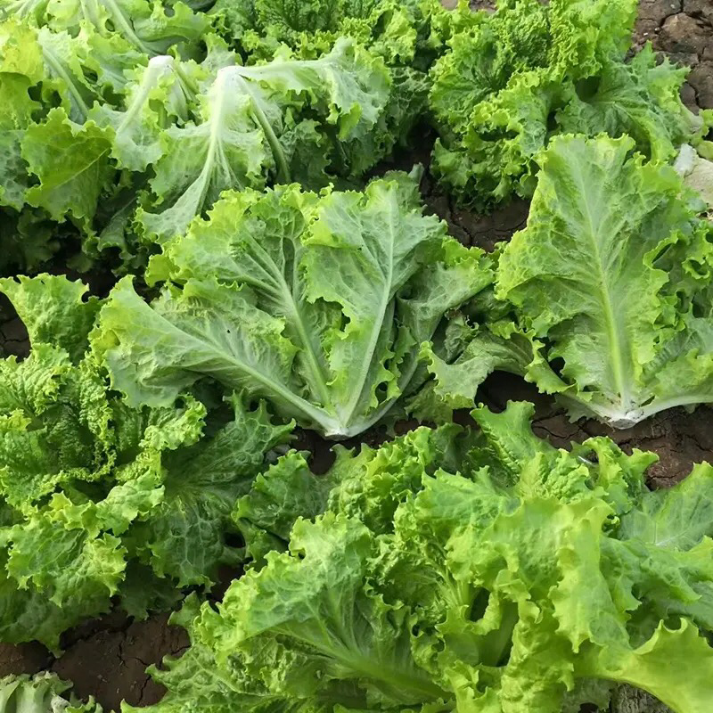 生菜邯郸生菜永年精品生菜生菜叶罗马生菜意大利生菜