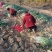 【推荐】万荣长白大葱大量上市产地一手货源欢迎采购