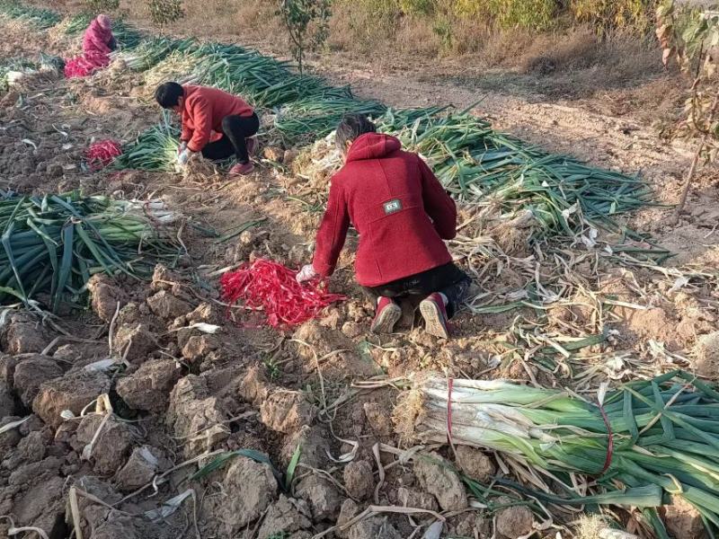 【推荐】万荣长白大葱大量上市产地一手货源欢迎采购