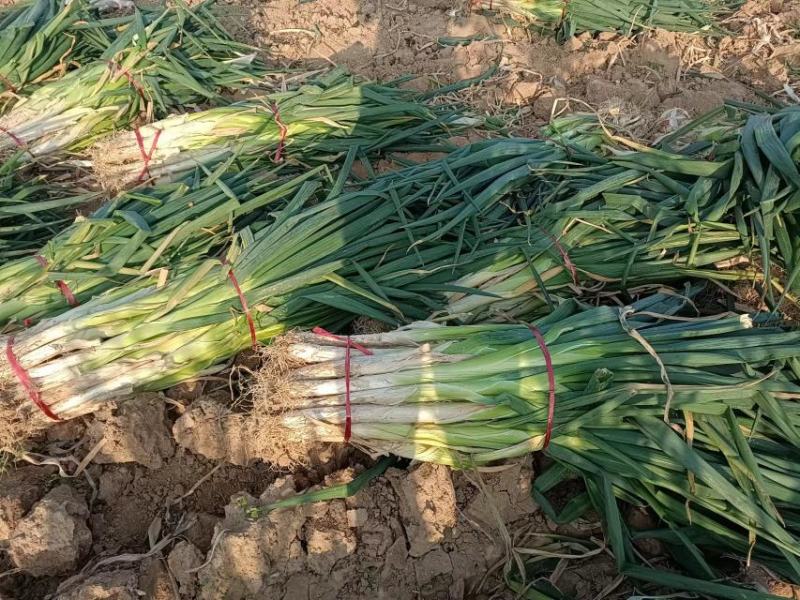 【推荐】万荣长白大葱大量上市产地一手货源欢迎采购
