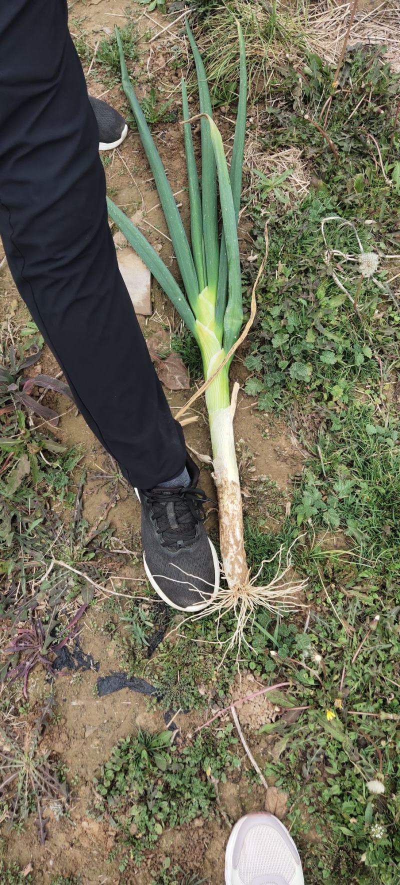 【推荐】万荣长白大葱大量上市产地一手货源欢迎采购