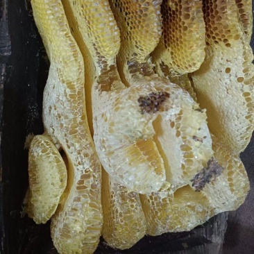 白龙江林区野生百花蜜