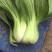 油菜大棵上海青大量现货