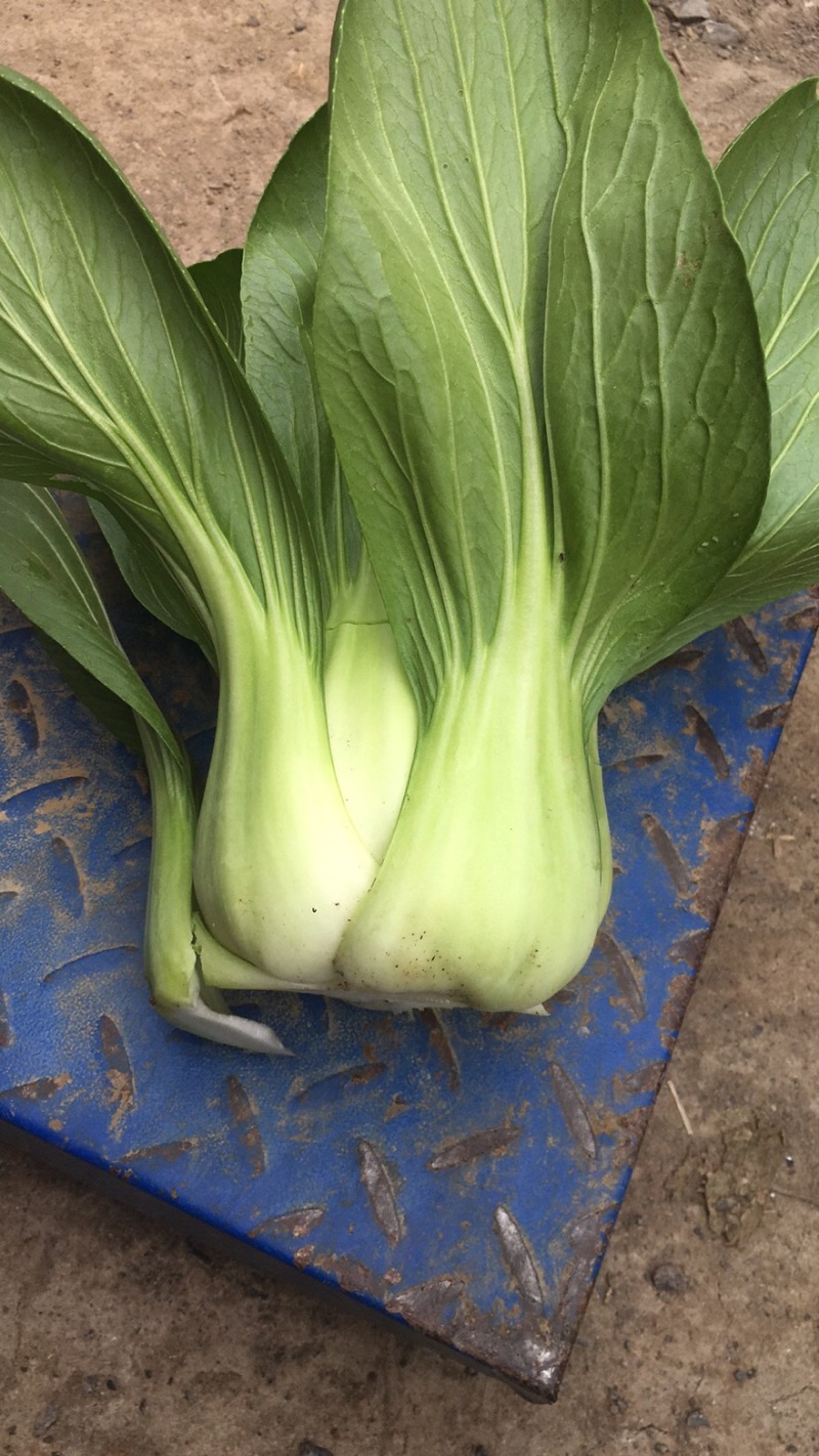 油菜大棵上海青大量现货