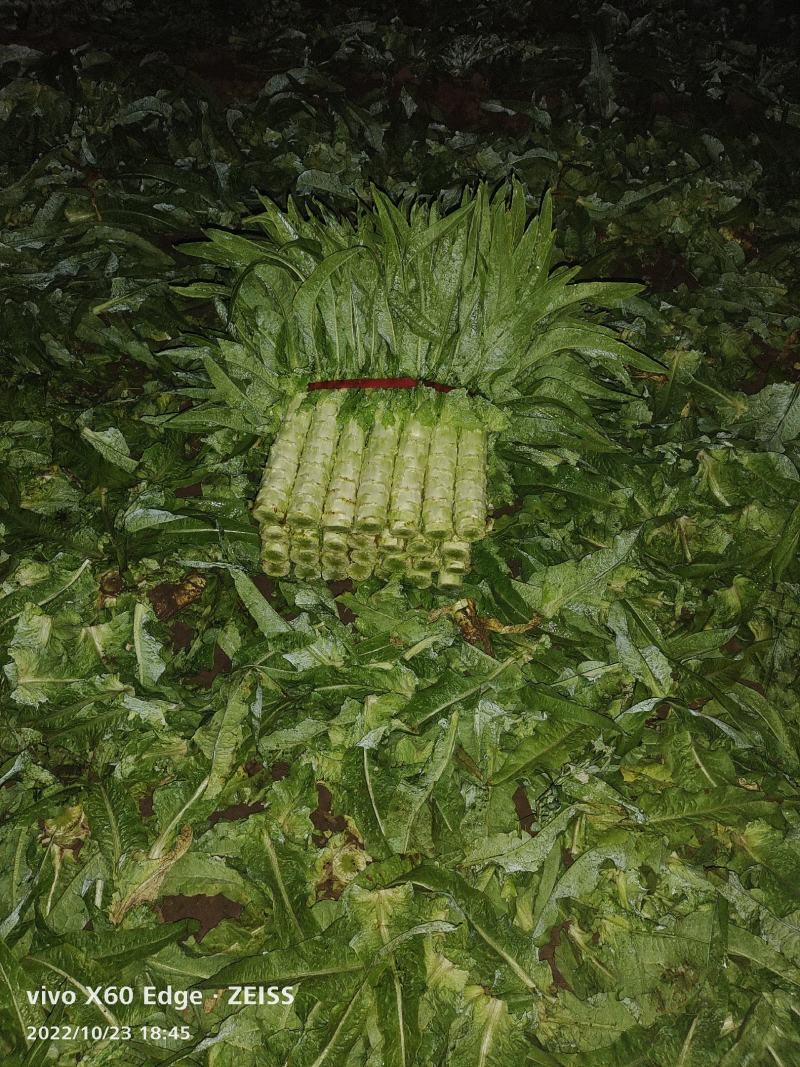 河北香河莴笋产地直销诚信第一广交天下朋友要的速度联系我